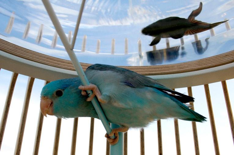 Duplex: Acquario e gabbia per uccelli