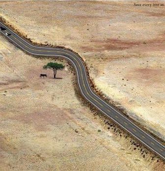 Save every tree as if it’s the last