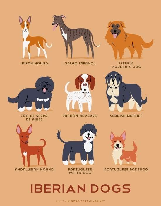 iberian-dogs-illustration-by-lili-chin
