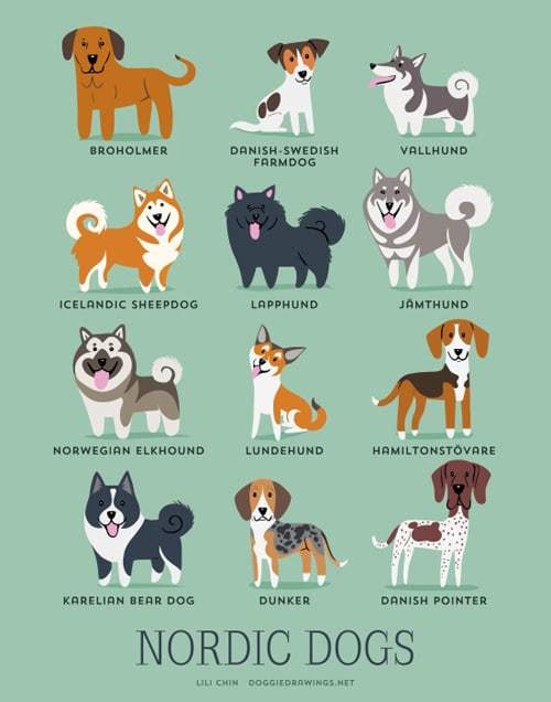 nordic-dogs-illustration-by-lili-chin