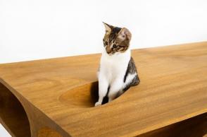 CATable, arredamento di design da condividere con il proprio gatto