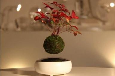 Air Bonsai, una pianta che volteggia nella stanza